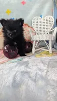 Cinder, a male Pomeranian for sale in Shipshewana, IN – 4 of 10