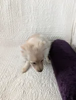 Serena, a female Pomeranian for sale in Shipshewana, IN – Photo 3 of 7