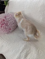 Serena, a female Pomeranian for sale in Shipshewana, IN – Photo 7 of 7