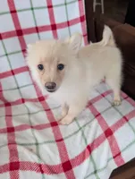 Serena, a female Pomeranian for sale in Shipshewana, IN – Photo 1 of 7
