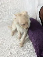 Serena, a female Pomeranian for sale in Shipshewana, IN – Photo 2 of 7