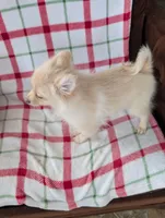 Serena, a female Pomeranian for sale in Shipshewana, IN – Photo 4 of 7