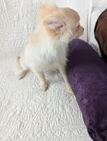 Serena, a female Pomeranian for sale in Shipshewana, IN – Photo 5 of 7