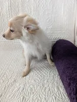 Serena, a female Pomeranian for sale in Shipshewana, IN – Photo 6 of 7