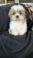 Jax, a male Shih Tzu for sale in Shipshewana, IN – 6 of 10