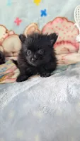 Cinder, a male Pomeranian for sale in Shipshewana, IN – 10 of 10