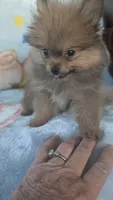 Leasel, a male Pomeranian for sale in Shipshewana, IN – 5 of 10