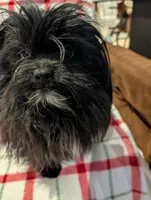 Dane, a male Shih Tzu for sale in Shipshewana, IN – Photo 4 of 10