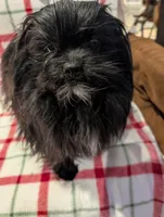 Dane, a male Shih Tzu for sale in Shipshewana, IN – Photo 7 of 10