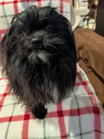 Dane, a male Shih Tzu for sale in Shipshewana, IN – Photo 3 of 10