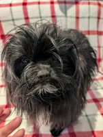 Dane, a male Shih Tzu for sale in Shipshewana, IN – Photo 9 of 10