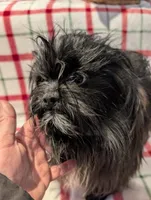 Dane, a male Shih Tzu for sale in Shipshewana, IN – Photo 10 of 10