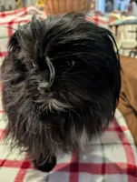 Dane, a male Shih Tzu for sale in Shipshewana, IN – Photo 1 of 10