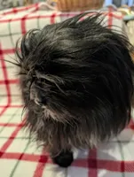 Dane, a male Shih Tzu for sale in Shipshewana, IN – Photo 8 of 10