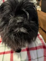 Dane, a male Shih Tzu for sale in Shipshewana, IN – Photo 2 of 10