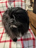 Dane, a male Shih Tzu for sale in Shipshewana, IN – Photo 5 of 10