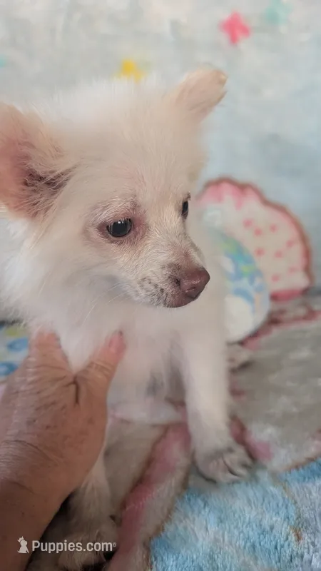Cloe – Pomeranian puppy for sale in Shipshewana, IN