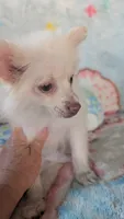 Cloe, a female Pomeranian for sale in Shipshewana, IN – 1 of 10