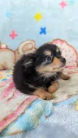 Royal , a male Pomeranian for sale in Shipshewana, IN – 3 of 10