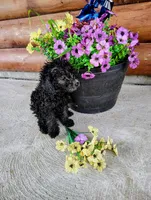 Petunias , a female Poodle - Toy  for sale in Shipshewana, IN – 6 of 9