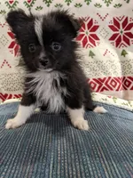 Stella, a female Pomeranian for sale in Shipshewana, IN – Photo 8 of 10