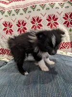 Stella, a female Pomeranian for sale in Shipshewana, IN – Photo 4 of 10