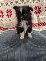 Stella, a female Pomeranian for sale in Shipshewana, IN – Photo 1 of 10