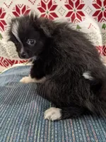 Stella, a female Pomeranian for sale in Shipshewana, IN – Photo 6 of 10