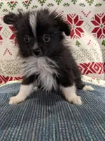 Stella, a female Pomeranian for sale in Shipshewana, IN – Photo 10 of 10