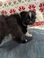 Stella, a female Pomeranian for sale in Shipshewana, IN – Photo 3 of 10