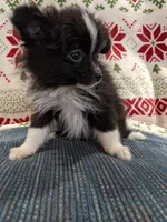 Stella, a female Pomeranian for sale in Shipshewana, IN – Photo 9 of 10