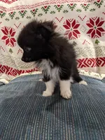 Stella, a female Pomeranian for sale in Shipshewana, IN – Photo 5 of 10