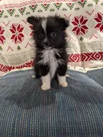 Stella, a female Pomeranian for sale in Shipshewana, IN – Photo 2 of 10