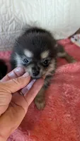 Angel , a female Pomeranian for sale in Shipshewana, IN – 3 of 8