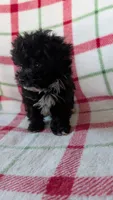 Lorrie , a female Maltipom for sale in Shipshewana, IN – 9 of 10