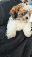 Jax, a male Shih Tzu for sale in Shipshewana, IN – 3 of 10