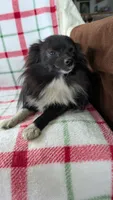 Daylillie, a female Pomeranian for sale in Shipshewana, IN – 6 of 7