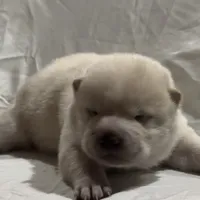 Bento, a male Shiba Inu for sale in Dallas, TX – Photo 5 of 5