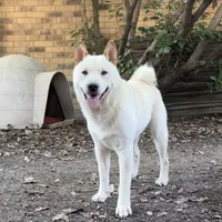 Bento, a male Shiba Inu for sale in Dallas, TX – Photo 1 of 5