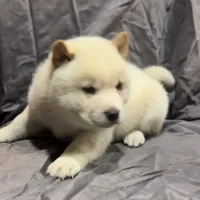 Bento, a male Shiba Inu for sale in Dallas, TX – Photo 4 of 5