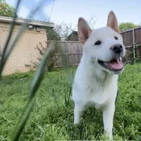 Bento, a male Shiba Inu for sale in Dallas, TX – Photo 2 of 5