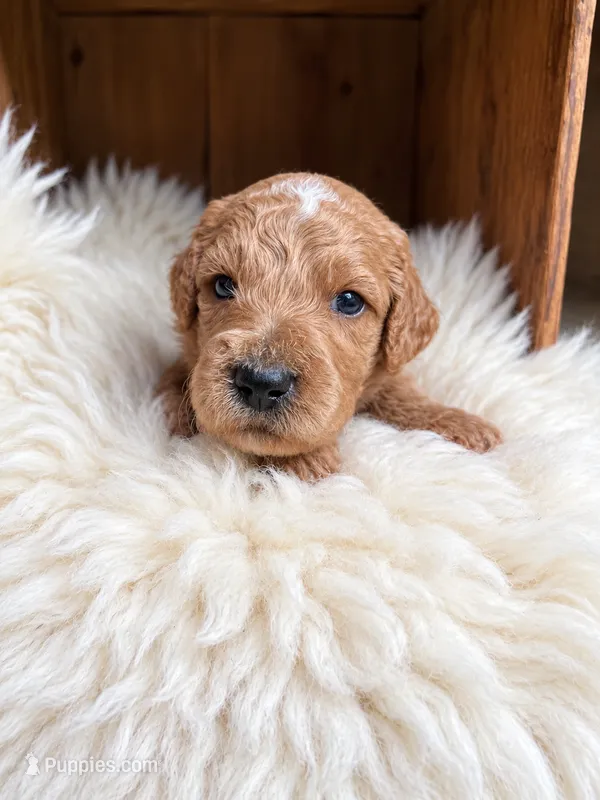 Gannon – Goldendoodle puppy for sale in Nunica, MI