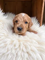 Gannon, a male Goldendoodle for sale in Nunica, MI – 1 of 1