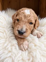 Duke, a male Goldendoodle for sale in Nunica, MI – 1 of 1