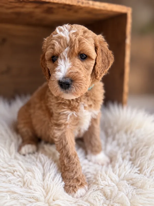 Nova – Goldendoodle puppy for sale in Nunica, MI