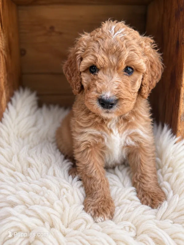 Lovey – Goldendoodle puppy for sale in Nunica, MI