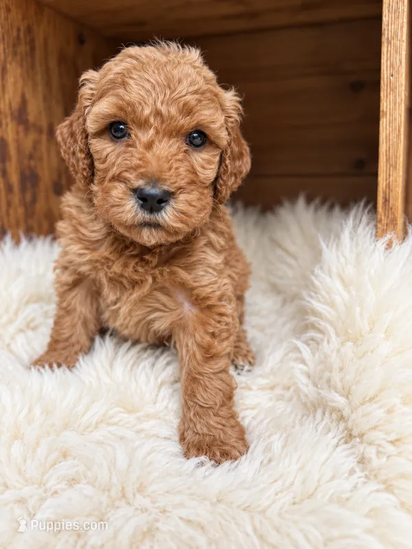 Suvi – Goldendoodle puppy for sale in Nunica, MI