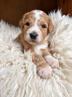 Major, a male Goldendoodle for sale in Nunica, MI – 1 of 1