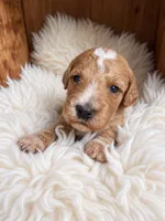 Nova, a female Goldendoodle for sale in Nunica, MI – 1 of 1