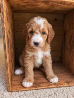 Major, a male Goldendoodle for sale in Nunica, MI – 1 of 2